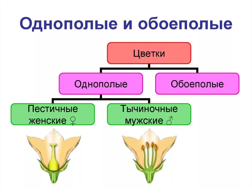 Является обоеполым