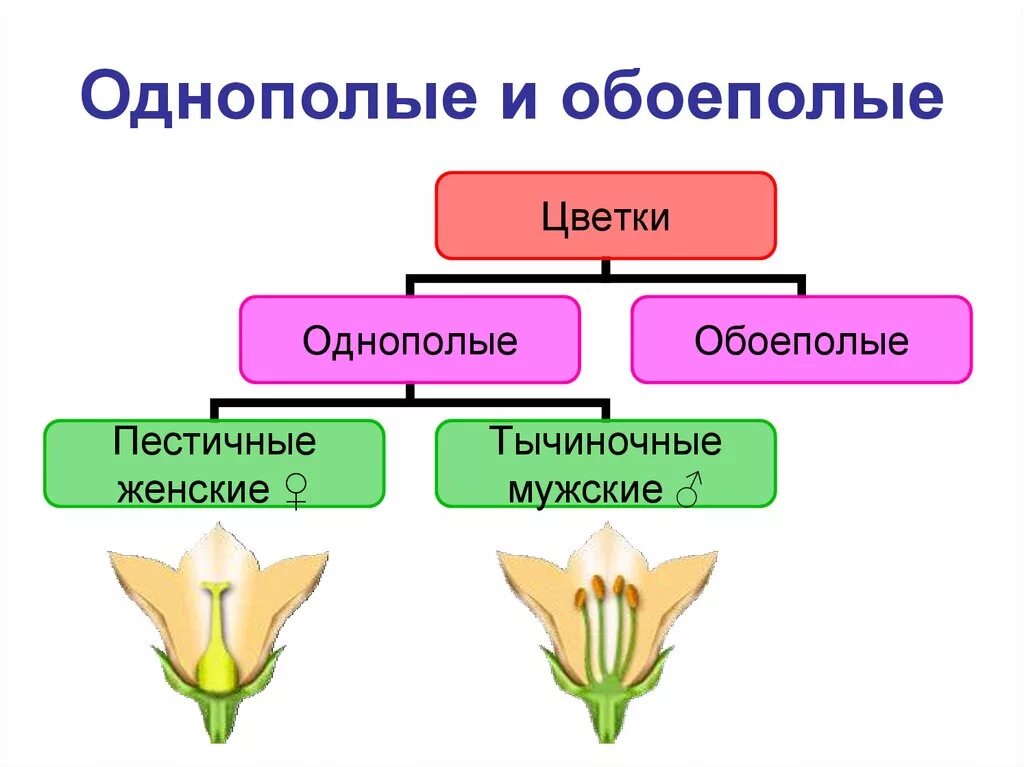 Цветки обоеполые и раздельнополые 6 класс биология. Однополые и обоеполые цветки. Обоеполый, мужской, женский цветок. Цветки тычиночные, пестичные и обоеполые.