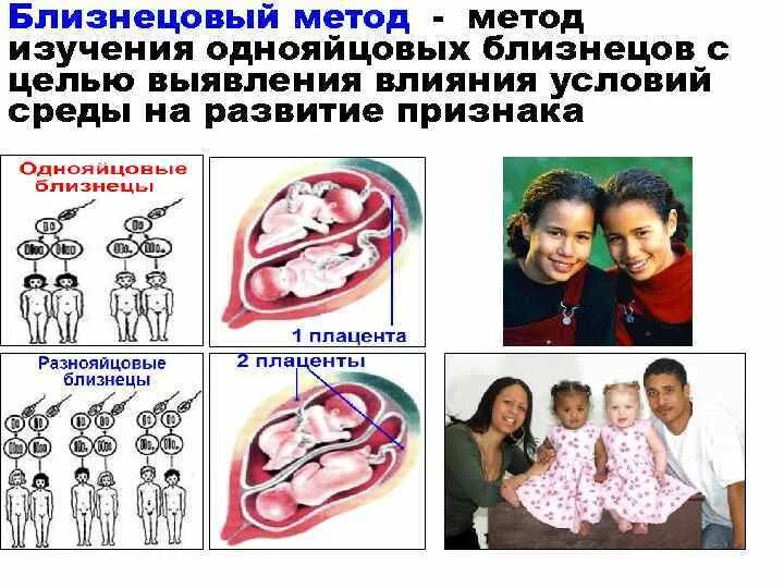 Картинки БЛИЗНЕЦОВЫЕ ИССЛЕДОВАНИЯ