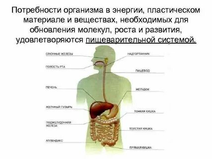 Потребности тела
