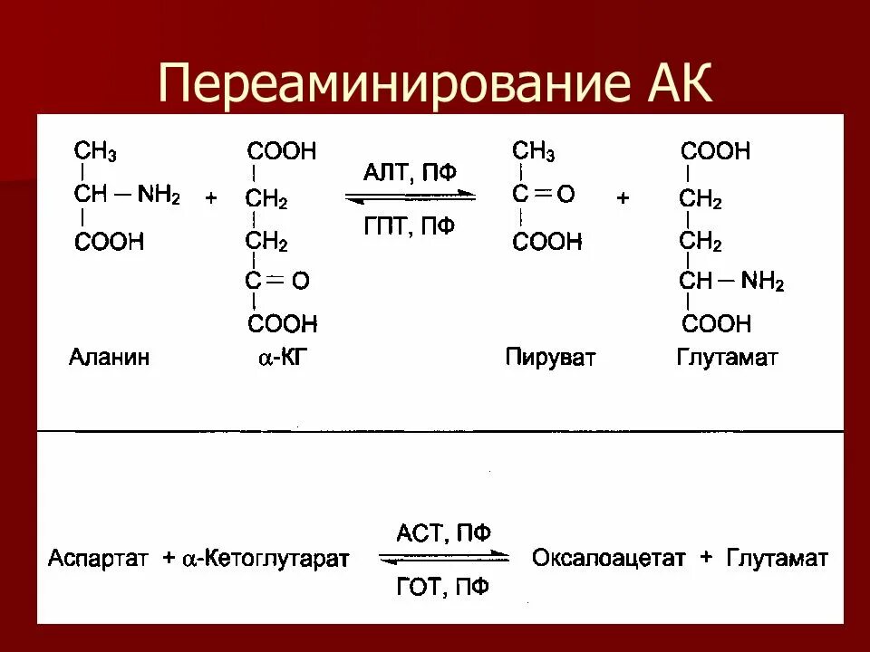 Трансаминирования Альфа-аланина. Трансаминирования аспартата. Трансаминирование глутамата с пируватом. Переаминирование (трансаминирование) аминокислот:.