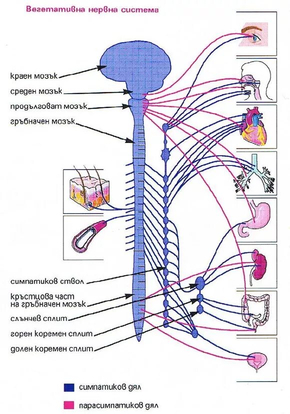 Вегетативные нужны для. Схема вегетативной нервной системы человека. Нервная система вегетативная нервная система. Вегетативная нервная система анатомия схема. Вегетативная часть нервной системы (схема).