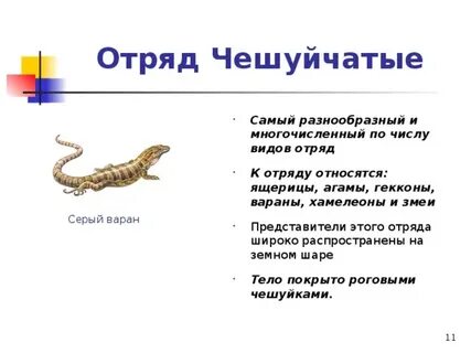 Особенности строения чешуйчатых