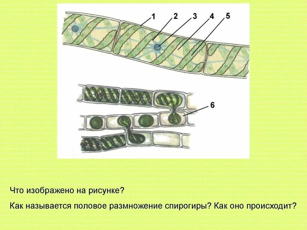 Спирогира развитие. Конъюгация водоросли спирогиры. Спирогира водоросль ра. Конъюгация спирогиры схема. Спирогира водоросль размножение.