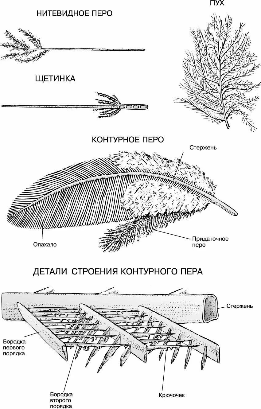 Основные части пера птицы