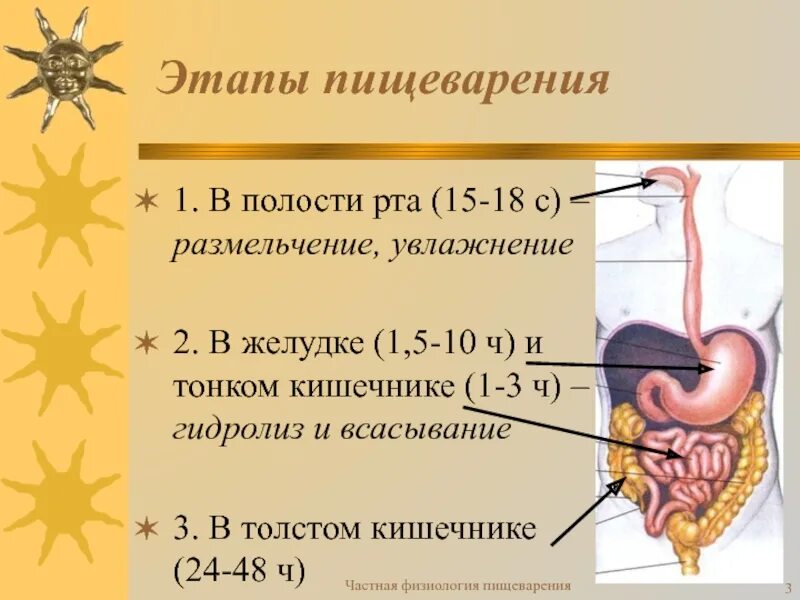 Этапы пищеварения в желудке. Пищеварение в ротовой полости и в желудке. Этапы пищеварения в желудкк. Пищеварение и усвоение пищи. Какие вещества перевариваются в ротовой полости