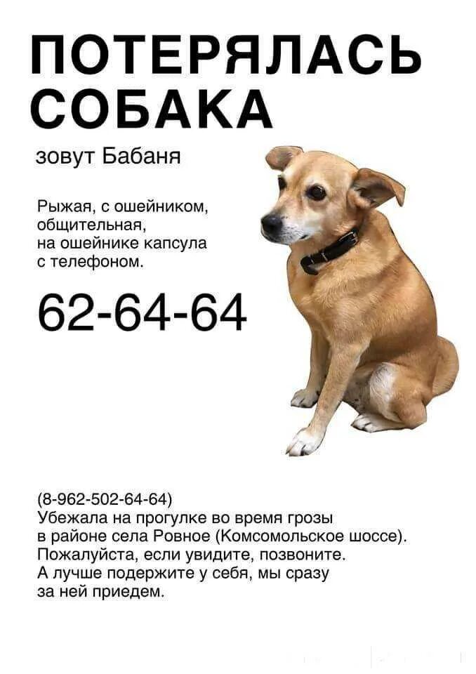 Объявления о животных