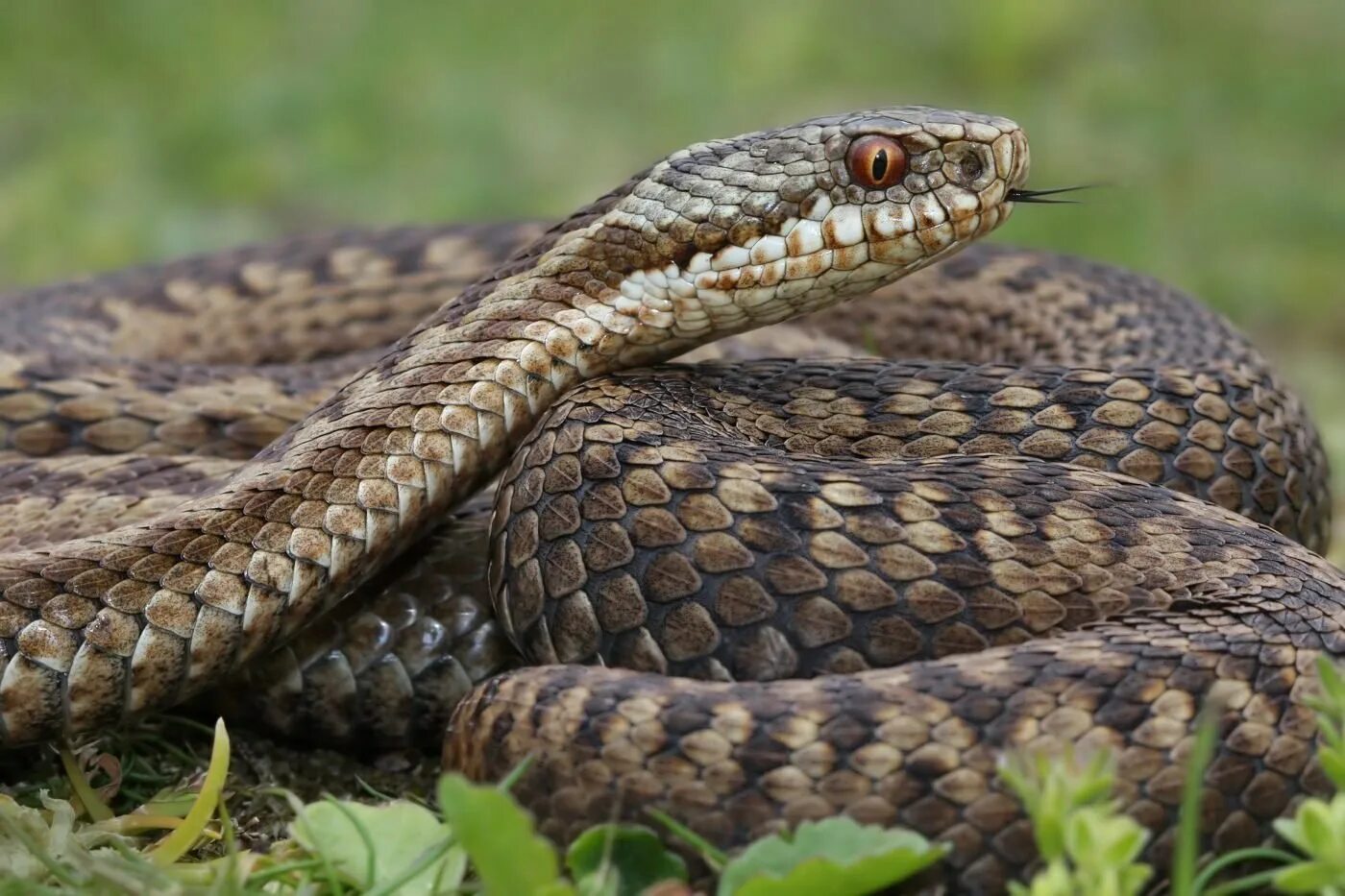 Уж обыкновенный - змея неядовитая. Гюрза Vipera lebetina. Гадюка Болотная. Змея гадюка обыкновенная. Ютуб змеиный