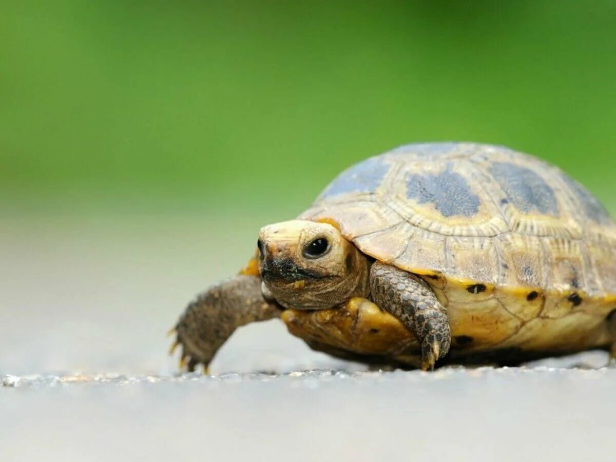 Желтоголовая индийская черепаха. Черепашонок Тидлс. Черепахи Turtle Tortoise. Сухопутная черепаха. Питомцы черепахи