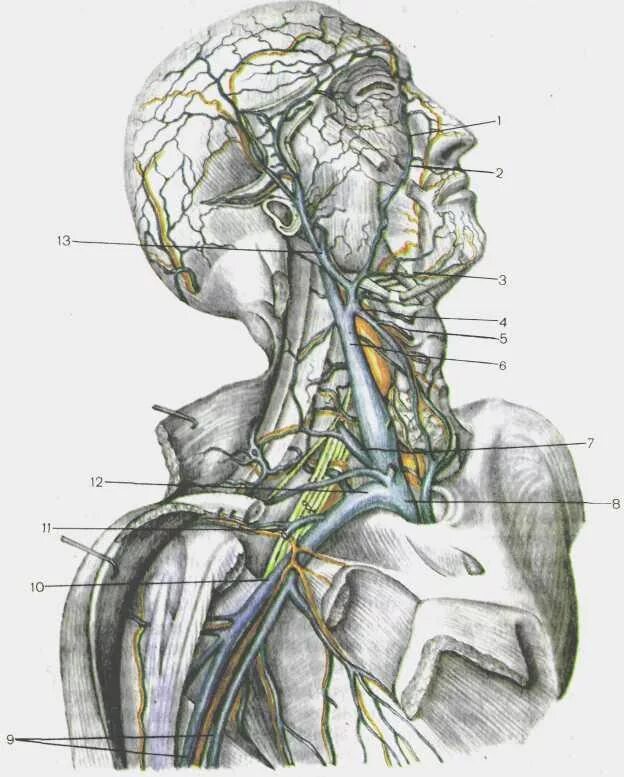 Внутренняя Сонная артерия и внутренняя яремная Вена. Подключичная Вена (Vena subclavia). Наружная яремная Вена анатомия. Наружная Сонная артерия, яремная Вена. Наружная сонная артерия где