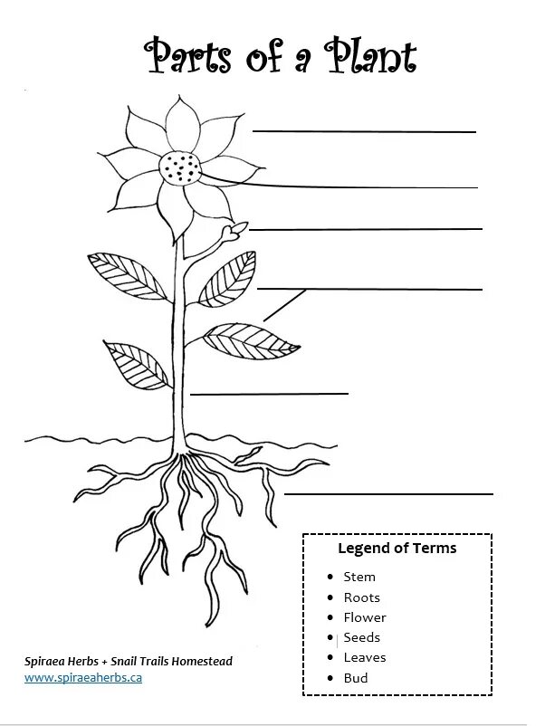 Части растения. Worksheets цветы for Kids. Parts of the Plant Worksheets. Worksheets for children English растения. Plants task