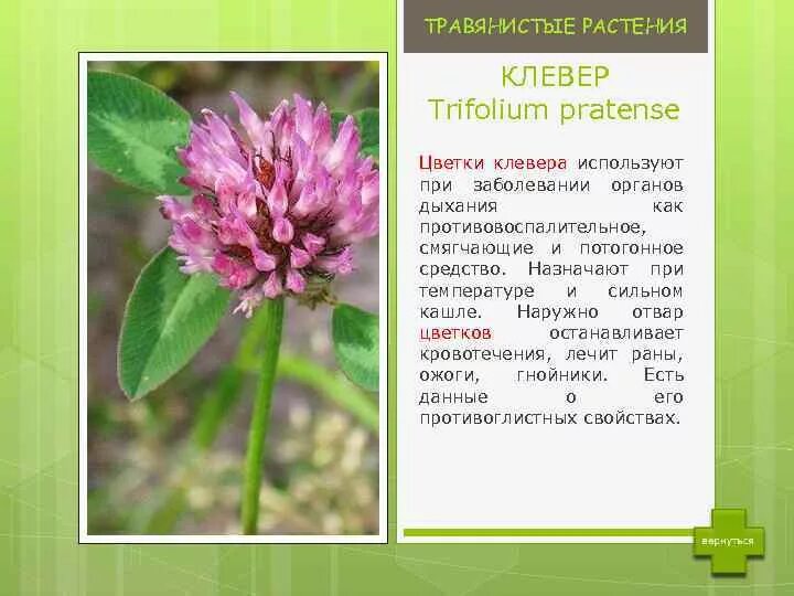 Клевер луговой польза. Клевер Луговой растение. Лекарственные растения Клевер Луговой. Травянистое растение Клевер описание. Растения Луга Клевер Луговой.