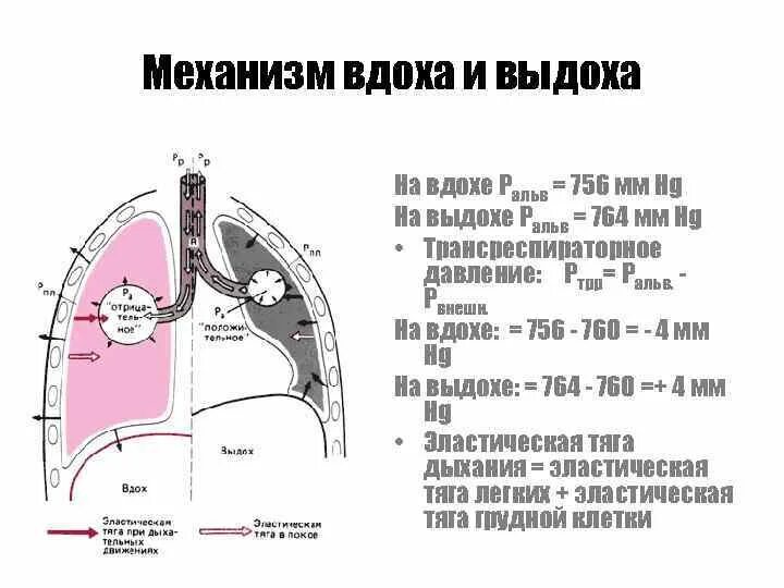 Покалывание при вдохе. Внешнее дыхание механизм вдоха и выдоха физиология. Механизмы вдоха и выдоха таблица давление в плевральной полости. Физиология внешнего дыхания на вдох и выдох. Давление в легких при вдохе и выдохе таблица.