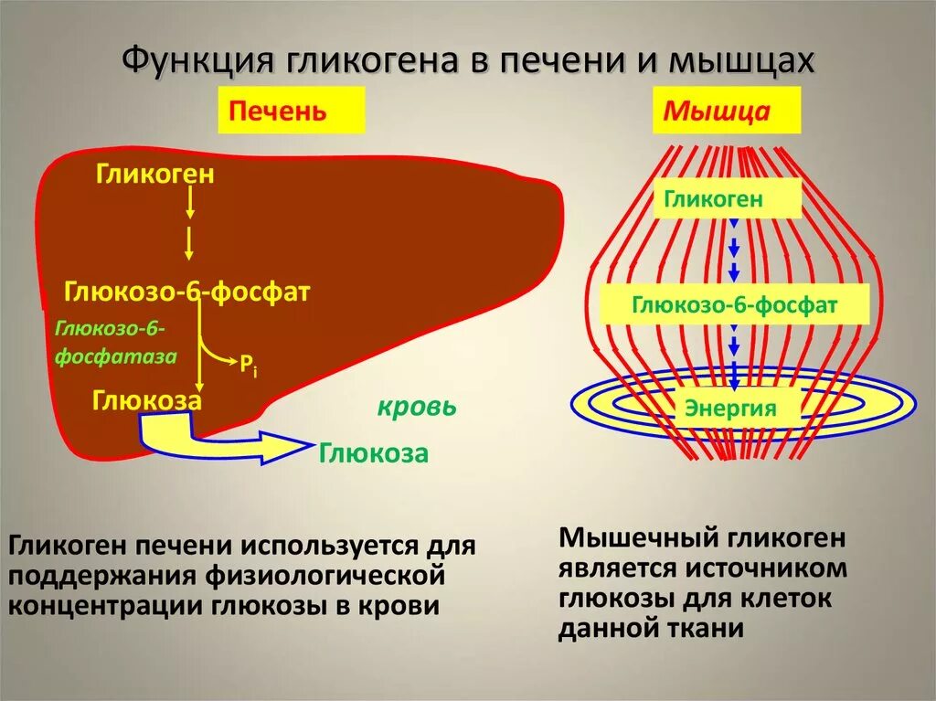 Роль глюкозы в живых организмах. Функции гликогена в печени и мышцах. Роль гликогена в организме человека. Основное депо гликогена в организме. Функция гликогена в мышцах?.