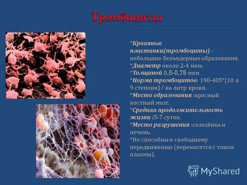 этапы образования тромба в процессе свертывания крови. образование нитей фибрина. участие тромбоцитов в свертывании крови. тромбоциты образование сгустка крови. тромбоциты в крови биология 8 класс.