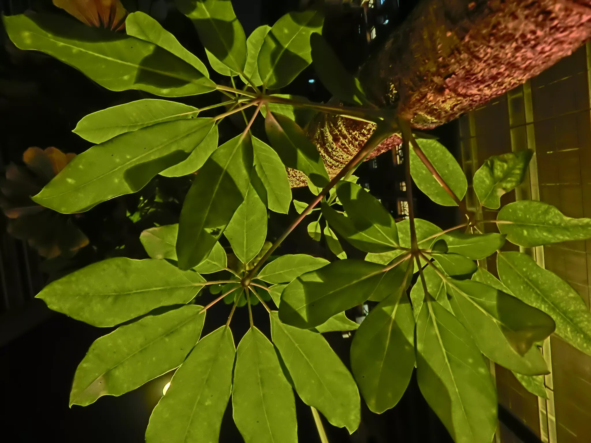 Шеффлера пятнистая. Какой лист у шефлеры. Schefflera arboricola цветок. Какой лист у шефлеры. Шеффлера.