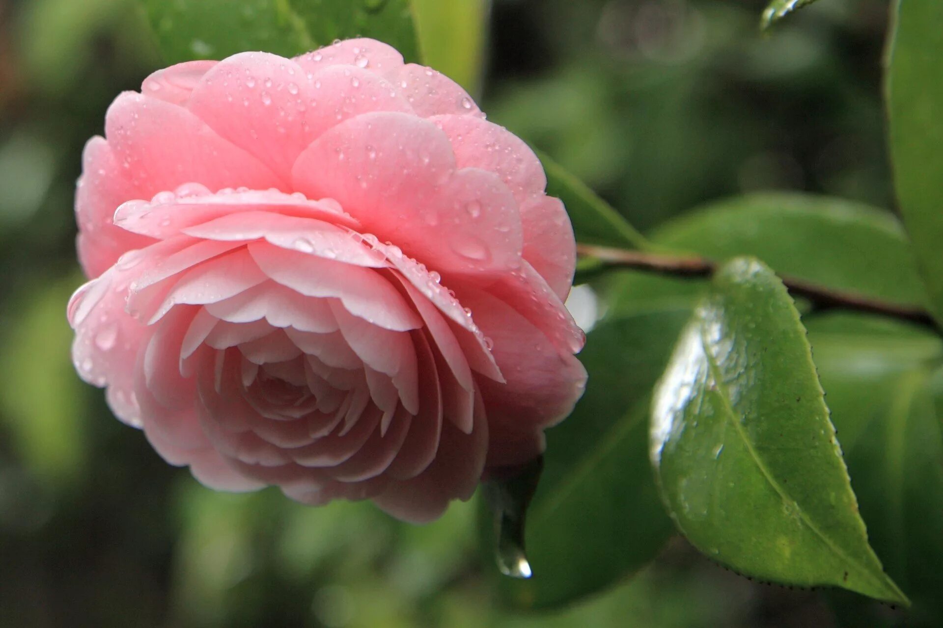 Камелия см. Камелия розовая цветок. Камелия японская принцесса Бачиокки. Миддлемист цветок.