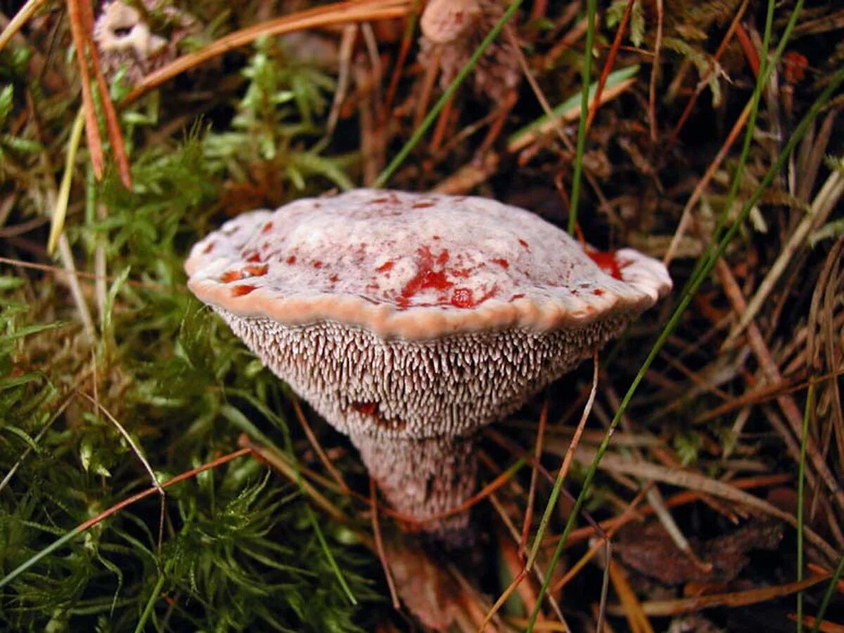 Гриб хвойная. Гриб Hydnellum aurantiacum. Гиднеллум оранжевый гриб. Гриб печеночник. Съедобные грибы которые растут в соснах.