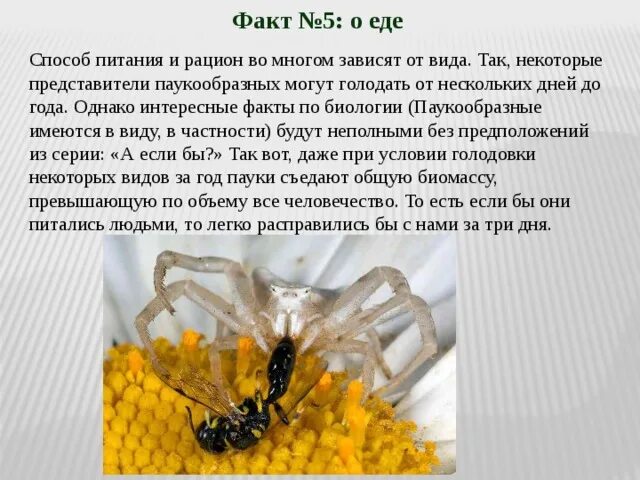 Паукообразные рацион питания. Интересные факты паукообразные биология. Способ питания паука. Интересные факты по биологии 5 класс. Факты биология 8 класс