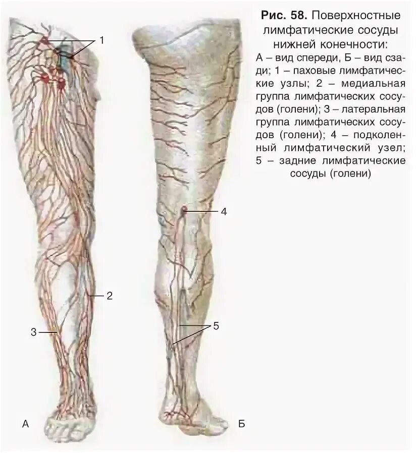 Лимфатические сосуды нижних конечностей анатомия. Лимфатическая система нижних конечностей схема. Лимфатическая система нижней конечности анатомия. Глубокие лимфатические сосуды нижней конечности. Лимфоузлы на ногах где