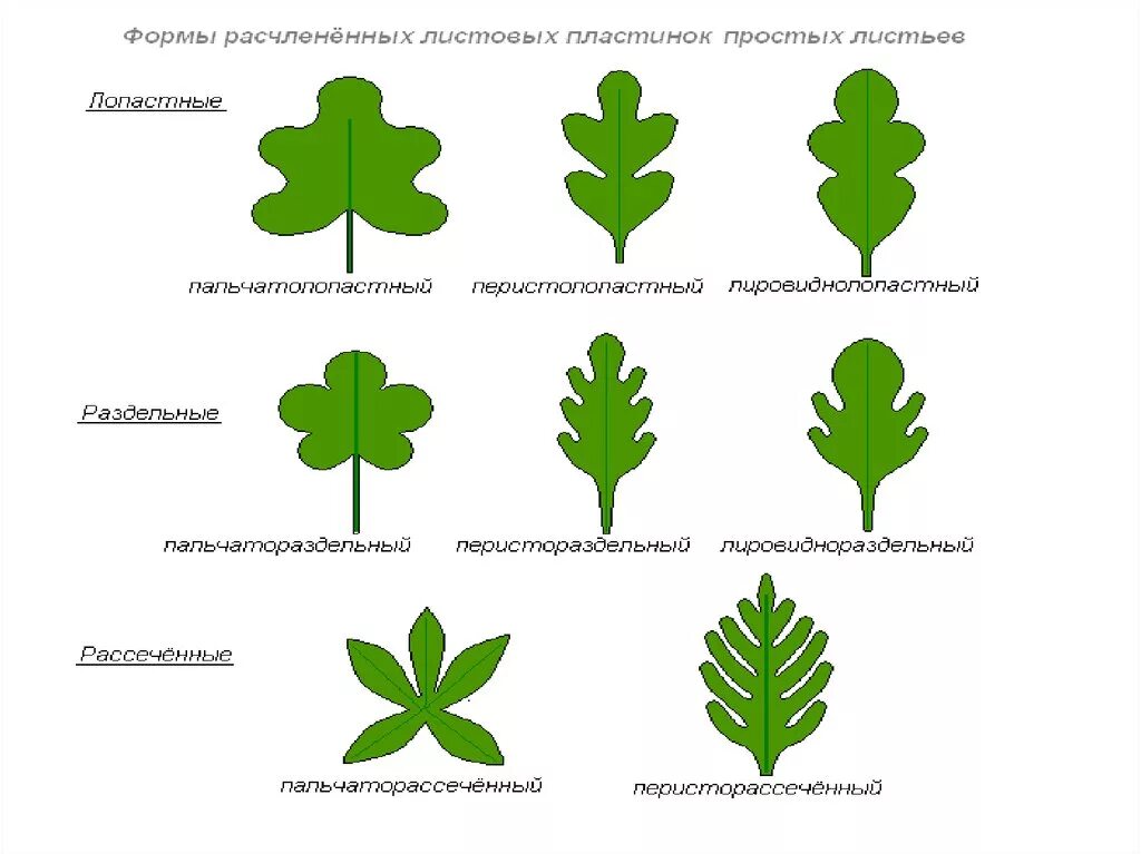 Перисто рассеченная форма листа. Форма листовой пластинки простого листа. Типы расчленения пластинки простого листа. Форма листовой пластины. Простая листовая пластинка.