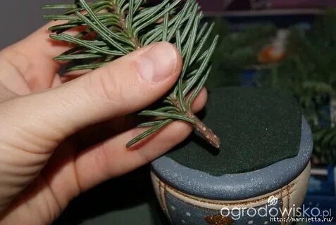 Как сделать чтобы еловые ветки долго стояли