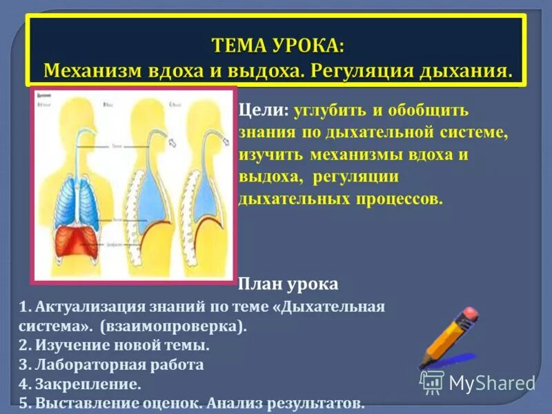 Между вдохом и выдохом текст. Регуляция вдоха и выдоха. Механизмы регуляции вдоха и выдоха. Дыхание механизм вдоха и выдоха. Дыхательная система механизм вдоха и выдоха.