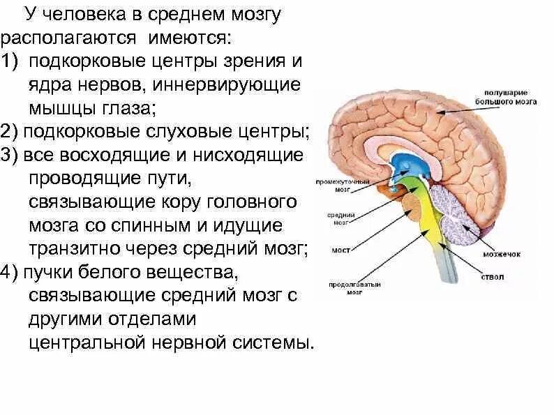 Первичные зрительные подкорковые центры расположены в:. Подкорковые центры головного мозга. Строение подкорковых структур головного мозга. Подкорковые центры зрения и слуха располагаются в.