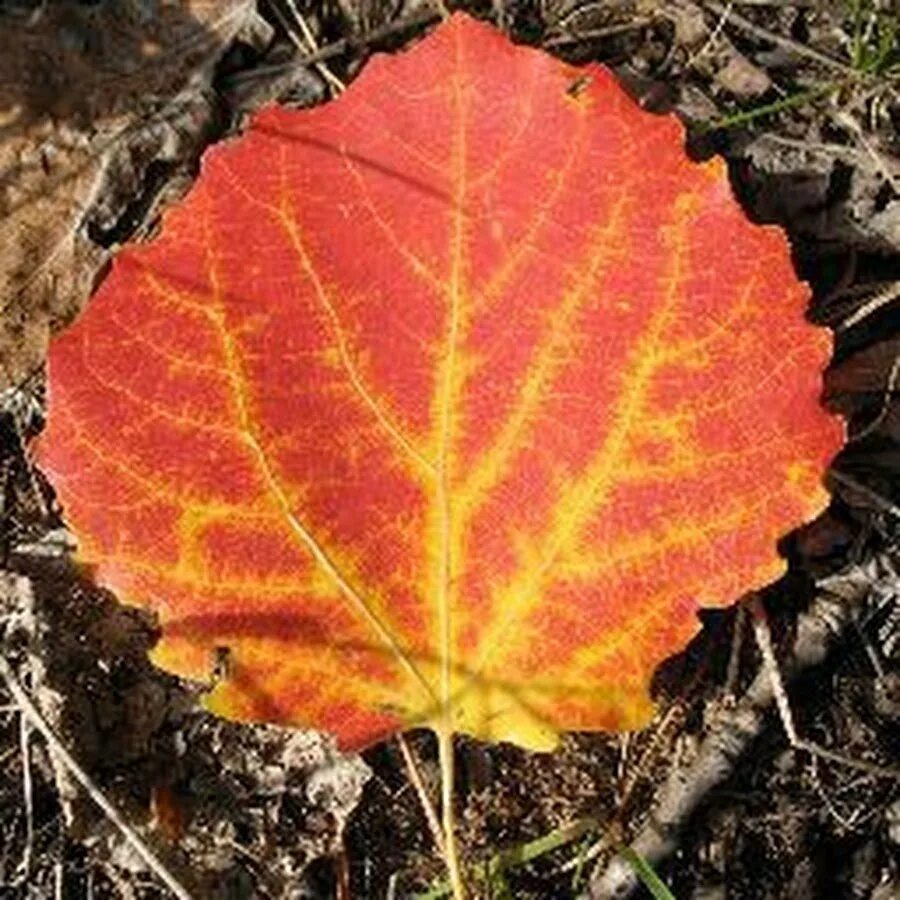 Осина Populus tremula листья. Листья осины осенью. Листья тополя осенью. Осенний осиновый лист.