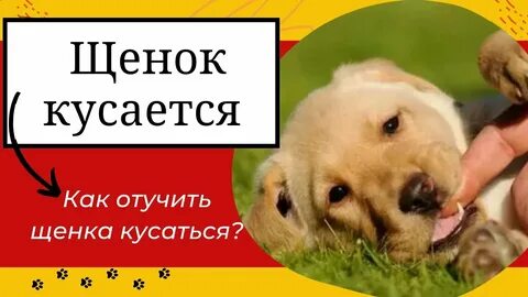 Щенок кусается как отучить