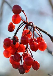 Какие ягоды краснеют