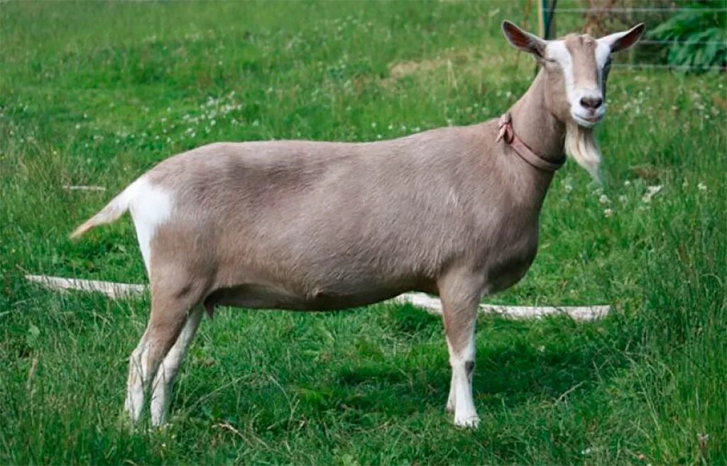 Тоггенбургская коза. Тоггенбургская порода. Породы коз трогенбургская. Таунбергская порода коз. Характеристика пород коз