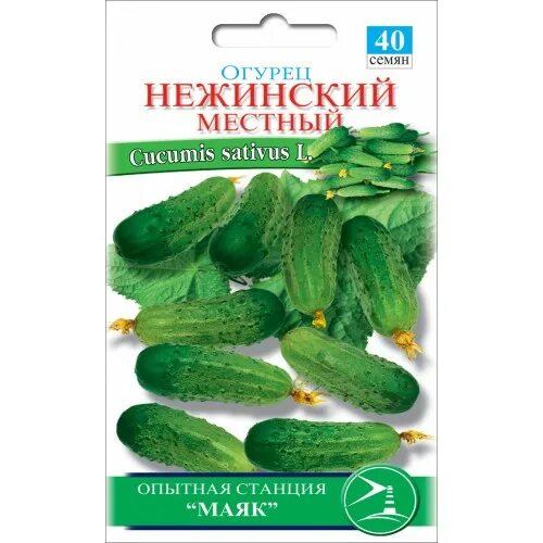 Огурцы сорт нежинский 12. Огурец нежинский. Сорт огурцов нежинский. Черношипые сорта огурцов. Огурец сорт нежинский.