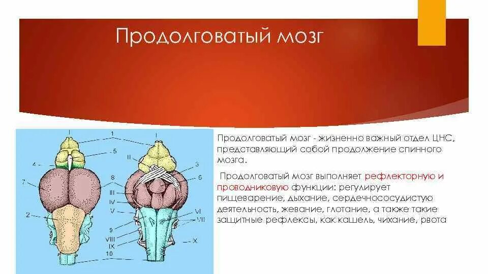 Продолговатый мозг амфибий функции. Функция продолговатого мозга у лягушки. Функции отделов мозга у амфибий. Продолговатый мозг у птиц