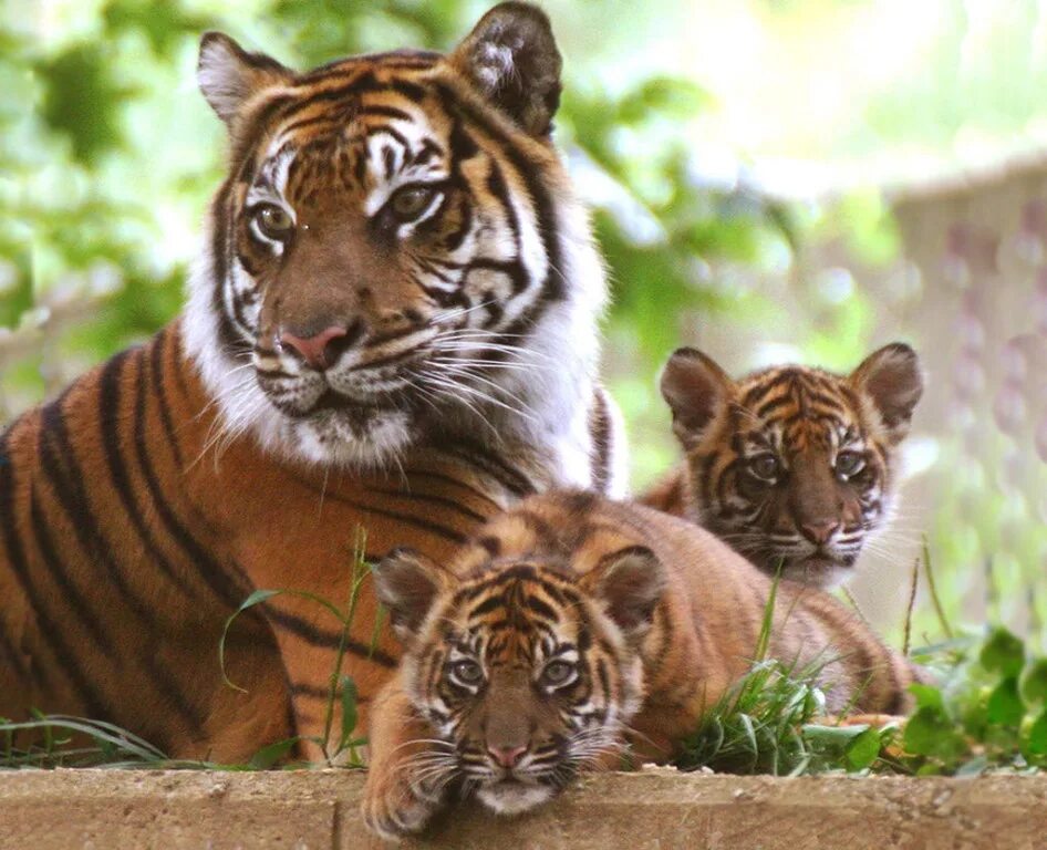 маленький тигренок. маленький тигренок. тигр тигрица и тигренок. милые тигрята. тигренок на природе.