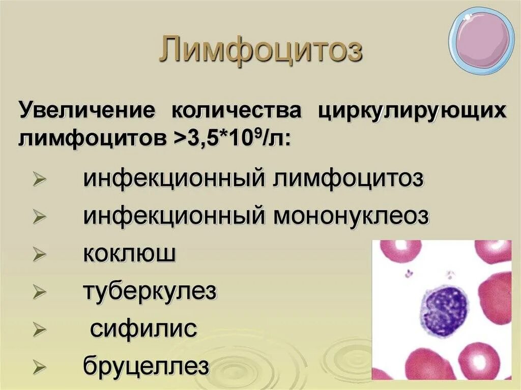 Повышение лимфоцитов. Причины повышения лимфоцитов. Повышение лейкоцитов и лимфоцитов. Повышение лимфоцитов в крови. Высокие лимфоциты в крови причины