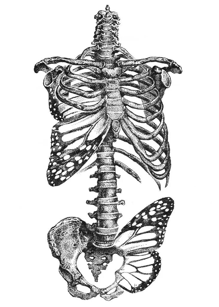Ребра человека. Скелет. Скелет рисунок. Скелет человека ребра. Скелет бабочки