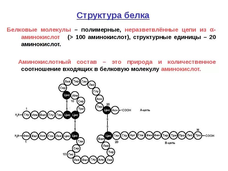 Цепочка белка. Молекула белка структура формула. структура белка строение белковой молекулы. структуры молекул белков. строение молекулы белка структуры.