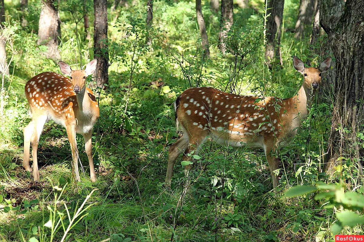 Приморский край какие животные