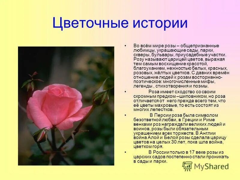 почему цветок называется. почему цветок называется. почему цветок называется. почему цветок называется. медуница узколистная описание.