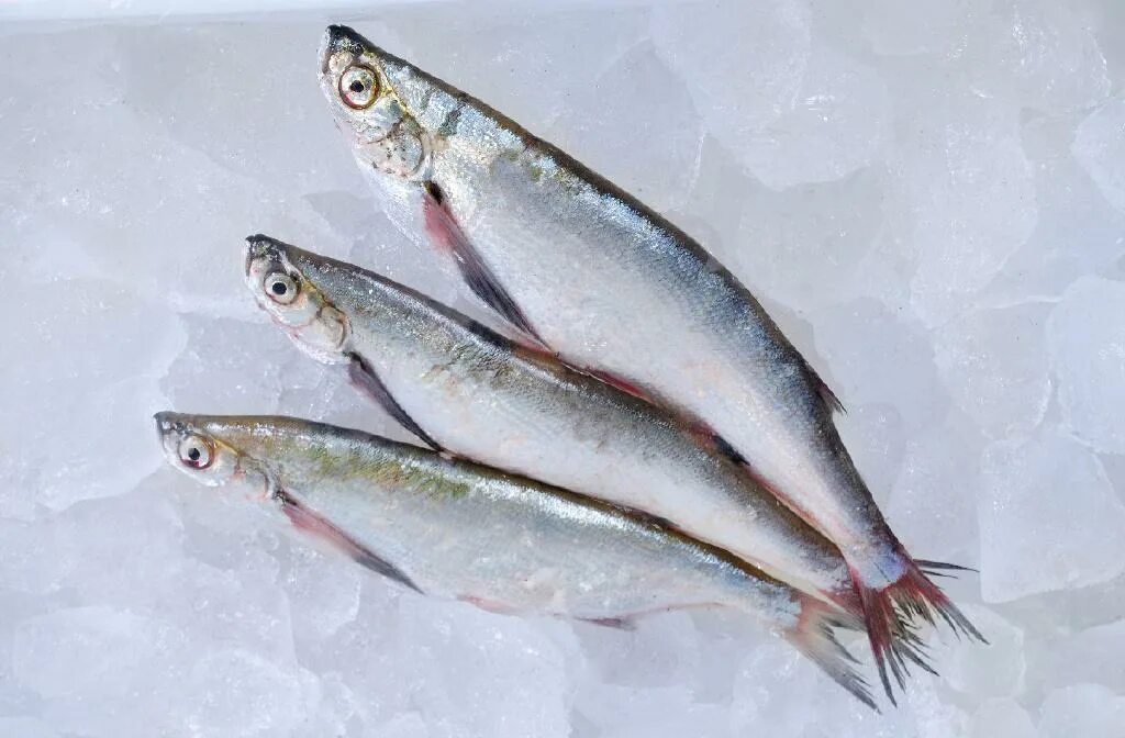 Чехонь большая. Кубанская чехонь. Чехонь речная. Чехонь свежая. Чехонь свежая.