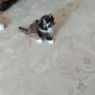 Отдам рыбинск