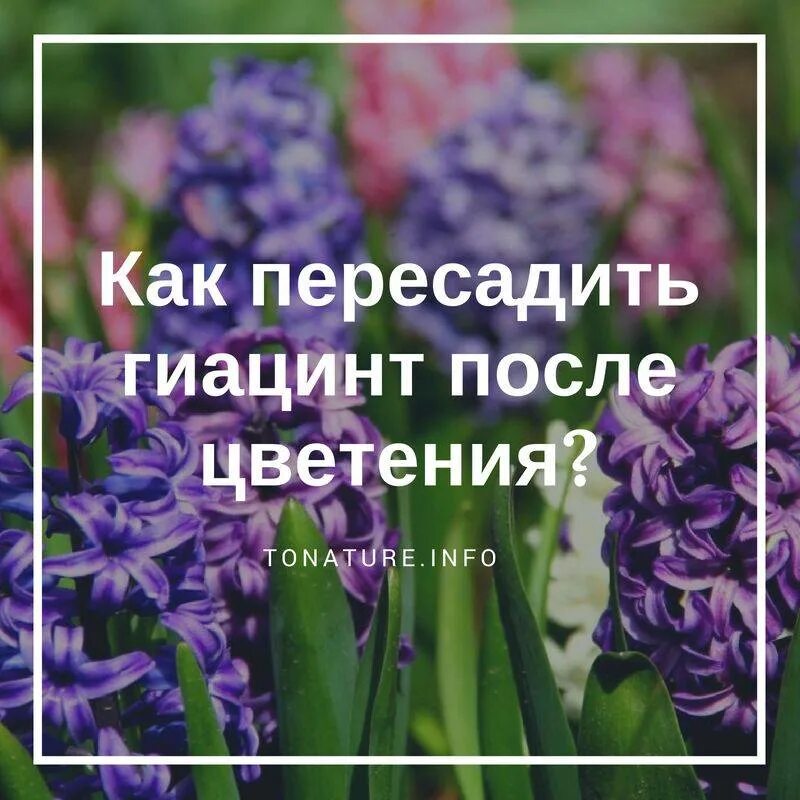 Когда можно высадить гиацинт в грунт. Гиацинты посадка. Высадка гиацинтов в открытый грунт. Посадка гиацинтов весной в открытый грунт. Гиацинт высадка в открытый грунт весной.