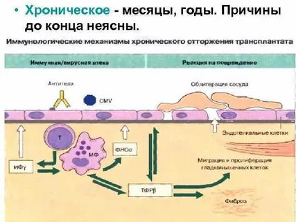Иммунное отторжение