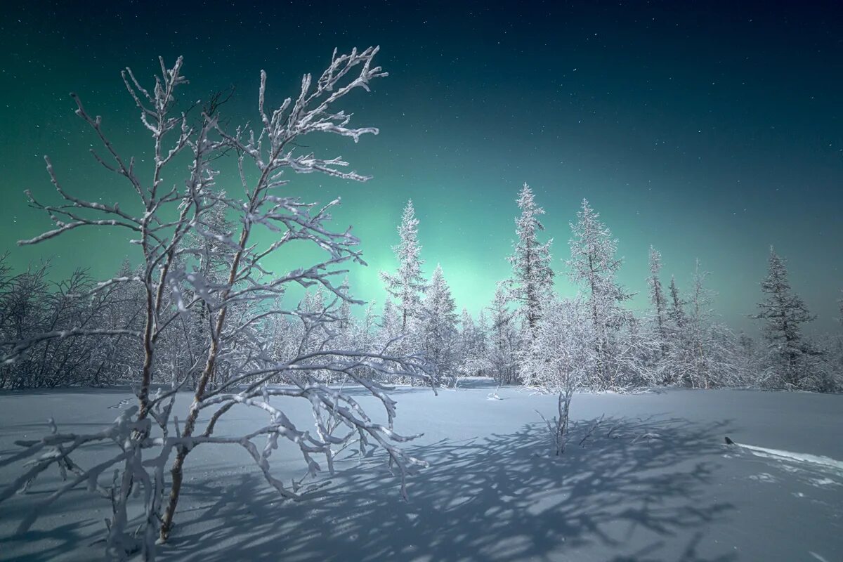 вся правда о медведях ночь. холодные ночи белого 3. снежная буря. зима луна. холодные ночи белого 2.