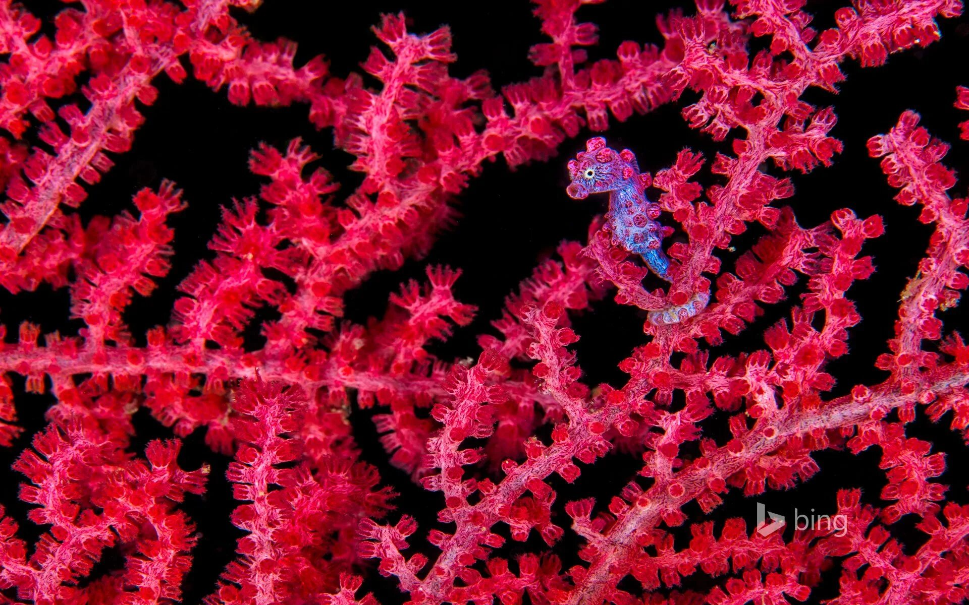 Темно коралловый. Коралловый морской конек. Необычные кораллы. Красный коралл. Необычные морские растения.