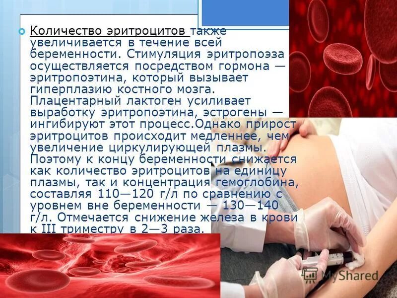 Объем эритроцитов. Гиперплазия костного мозга. увеличение числа эритроцитов. эритроциты в беременность.
