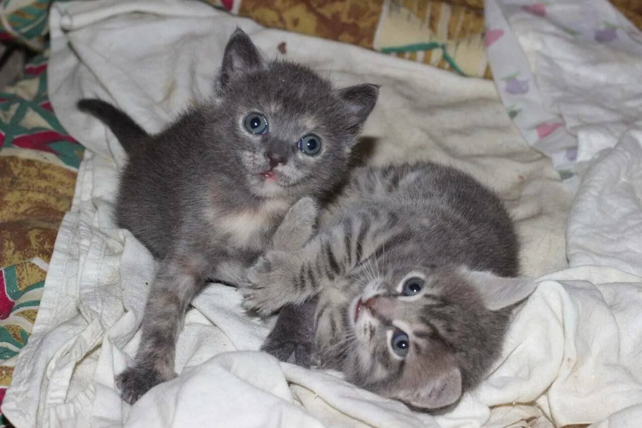 Когда котята начинают сами кушать. Котята валаамские. Двухнедельный котята картинки. Котята в двухнедельном возрасте. Котята начинают играть.