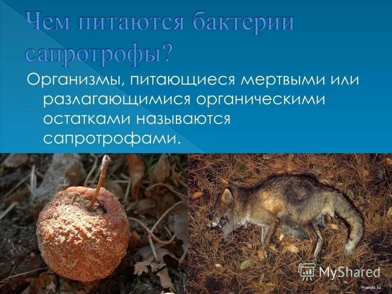 гибель птиц от пластика. редуценты бактерии и грибы. птицы умирающие от мусора. особенности питания животных. организм питающийся мертвыми животными.