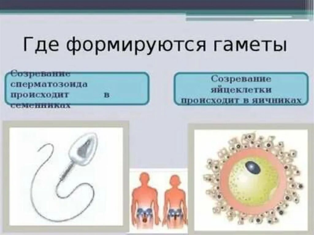 Мужские половые клетки образуют. Где формируются яйцеклетки. Где формируются половые клетки. Яйцеклетки - это женские половые клетки. Где формируются гаметы.